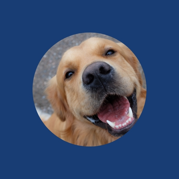 Image - Dog insurance